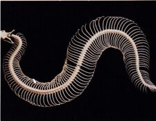 Gaboon Viper Snake Skeleton picture