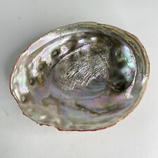 Vintage Red Abalone Shell 8.5” Beautiful Color Iridescent Large picture