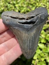 Natural Beautiful 3.01” Megalodon Tooth Fossil Shark Teeth picture