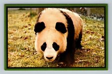 Panda At National Zoological Park, Washington DC Vintage Postcard picture
