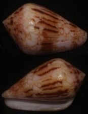 Tonyshells Seashells Conus retifer VERY LARGE 38mm F+++ superb pattern and color picture