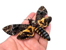 1 Real Death Head Moth Taxidermy Insect Death Skull Moth Oddities Goth Decor picture