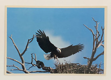 A Magnificent American Bald Eagle returns to its Nest with Prey Postcard picture