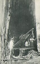 California, Undercutting a Huge Redwood Tree c1910 Antique Postcard picture