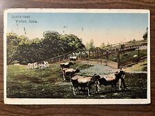 Scene Near Vinton, Iowa Postcard ~ Cattle, Cow, Farm ~ Posted 1916 picture