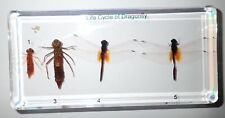 Life Cycle of Dragonfly Set Scarlet Skimmer Crocothemis servilia Real Specimen picture