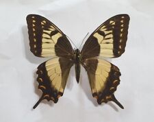 PAPILIO ESPERANZA FEMALE from MEXICO. OLD COLLECTION. TOP RARITY picture