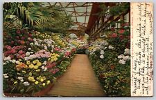 Postcard Chrysanthemum Display, Bronx Park NY 1906 U146 picture