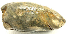 Mimetolith Baby Shark Agatized Fossil  Jasper Agate Specimen See Video picture