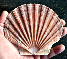 1 Large Irish Flat Scallop Shell Seashell 4