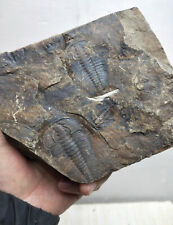 540 Million Year Old Cambrian Trilobite fossil Changaspis elongata fossil picture
