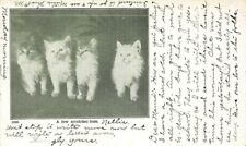 c1905 Fluffy Kittens Group P298 picture