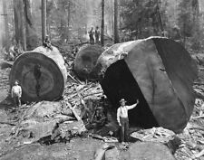Vintage Redwood Sequoia Logging Photo Lumber jacks Big Logs California picture