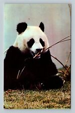 National Zoological Park, Panda, Washington DC Vintage Postcard picture