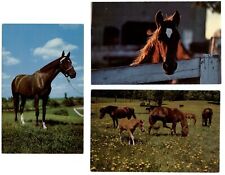 LOT OF 3 horses springtime foals pasture fence vintage unused postcards picture