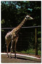 Nubian Giraffe National Zoological Park Washington DC Zoo Unposted Postcard picture