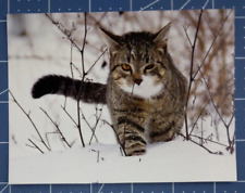 Postcard Tabby Cat In The Snow 5.5