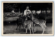 c1950's Deer Scene Hirschgarten Nymphenburg Munich Germany Vintage Postcard picture