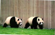 National Zoological Park, Washington DC, Giant Pandas Postcard picture