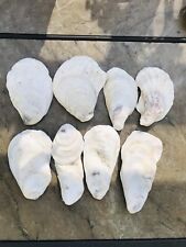 Oyster Shells, Lot Of 8 Naturally Cleaned 3.5-4” Long picture