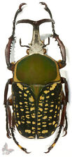 Megalorrhina harrisi peregrina f.harrisi 50-54mm,from Tanzania,UNMOUNTED beetle picture