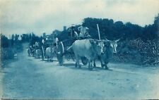 c1910 Cyanotype RPPC; Caravan of Ox Carts, Prob. Mexico or Central America picture
