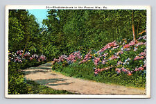 WB Postcard Pocono Mountains PA Pennsylvania Rhododendrons Flowers Along Road picture