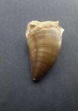2.1 Inches Rare Mosasaur Tooth Fossil Prognathodon  teeth Morocco Fossilized  picture