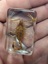 Golden Scorpion, Preserved In Lucite Resin, Bug Taxidermy Oddity  picture