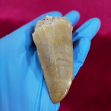 Hoffmanni Tooth Fossil Mosasaurus Reptile - Authentic Dinosaur Tooth Specimen picture