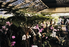 Original Vintage Antique Photo Picture Film Slide Hawaii Island Flower Shop 1992 picture
