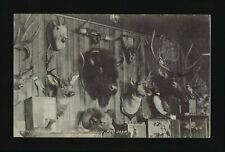 Specimens in Dr George's museum Red Deer Alberta, View of the Doct- Old Photo picture