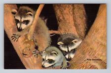 St Louis MO-Missouri, Baby Racoons, St Louis Zoo, Antique, Vintage Postcard picture
