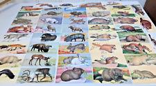 Vintage 1963 Teach-Me About MAMMALS Flashcard Set 48 Full Color Picture Exc Cond picture