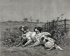 Dog English Setter Pair Points Quail Breed ID'd, Large 1880s Antique Print picture