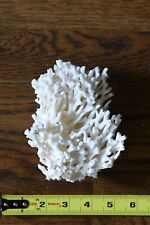 Real natural white coral for Aquarium or display picture