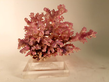 Mid Century Pink Coral Mounted on Lucite Base, Beautiful picture