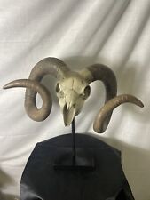 Large Big Horn Sheep Ram Skull Sculpture On Museum Base Stand 18” Tall picture