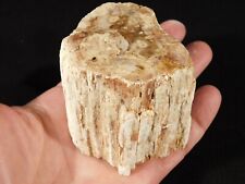 PERFECT BARK 225 Million Year Old Polished Petrified Wood Fossil 406gr picture