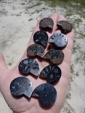 Lot of 5 Nice Rare Black Split Fossil Ammonite Pairs Pretty Crystals Inside Q5 picture