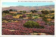 C.1920s Wild Flowers On The Desert In Winter CA Unused California Postcard 75 picture
