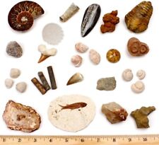 Fossil Collection Set, 20 Real Premium Specimens. Made in USA picture
