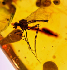 A101 BU1118 Superb Large Rhagionid Fly in Burmese Amber Myanmar ~99mya picture