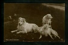 Dog postcard The Three Graces Vintage Schwerdtleger & Co. c1905 picture