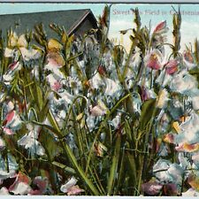 c1910s California Sweet Peas Field Colorful Flowers Bloom Farm Food CA Cali A198 picture