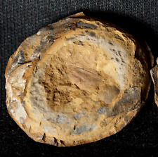 Mystery unknown item in nodule from Europe not Mazon Creek picture