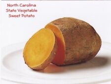 North Carolina State Vegetable-Sweet Potato, North Carolina picture