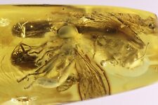 Rare Big-headed fly Pipunculidae Beetle Caddisfly and More Baltic amber #12287 picture