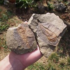 (Trilobite) Fossil Aglaspid Tremaglaspis sp. Positive & Negative picture