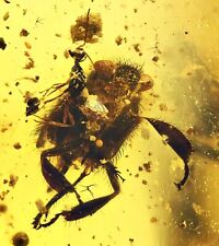 Very unusual Beetle with powerful legs, Fossil inclusion in Burmese Amber picture